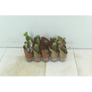 CACTUS MINI P06