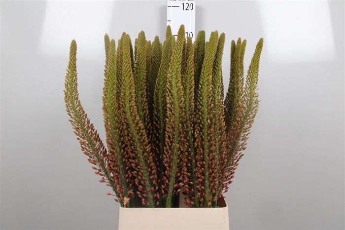 <h4>Eremurus Cleopatra</h4>