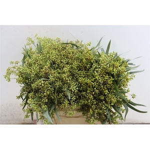 Euca Exotica Berry 35cm P Bunch