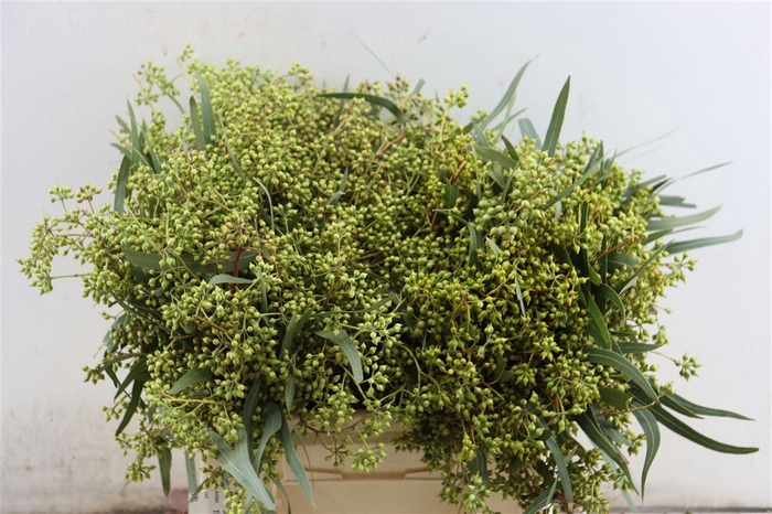 <h4>Euca Exotica Berry 35cm P Bunch</h4>