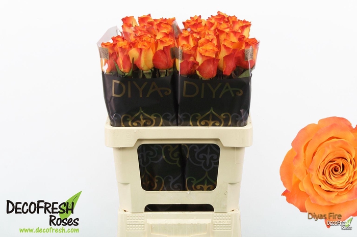 <h4>R Gr Diya's Fire</h4>