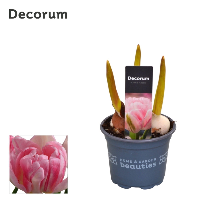 <h4>Tulp Foxtrot</h4>