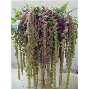 Amaranthus Ca Mira Extra