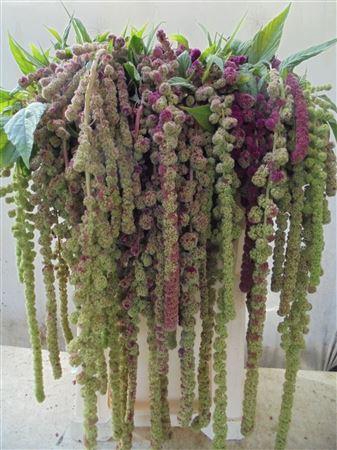 <h4>Amaranthus Ca Mira Extra</h4>