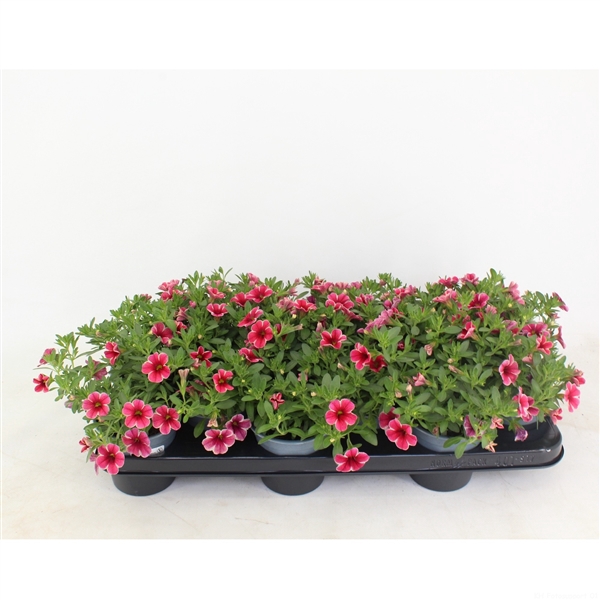 <h4>Calibrachoa Rave Cherry</h4>