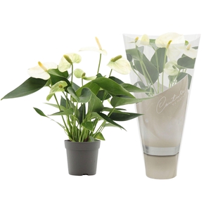 Anthurium 7 cm Everest in Couture sleeve