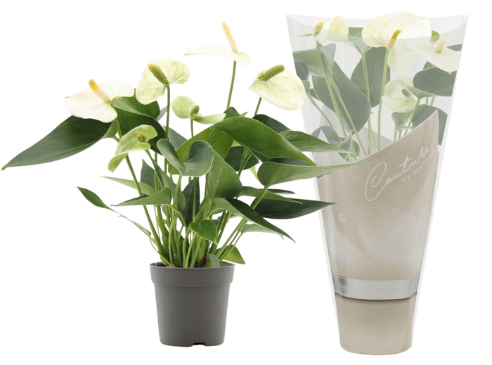 <h4>Anthurium 7 cm Everest in Couture sleeve</h4>