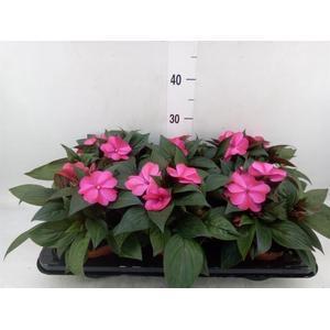 Impatiens NG 'ColPow Purple Flame'