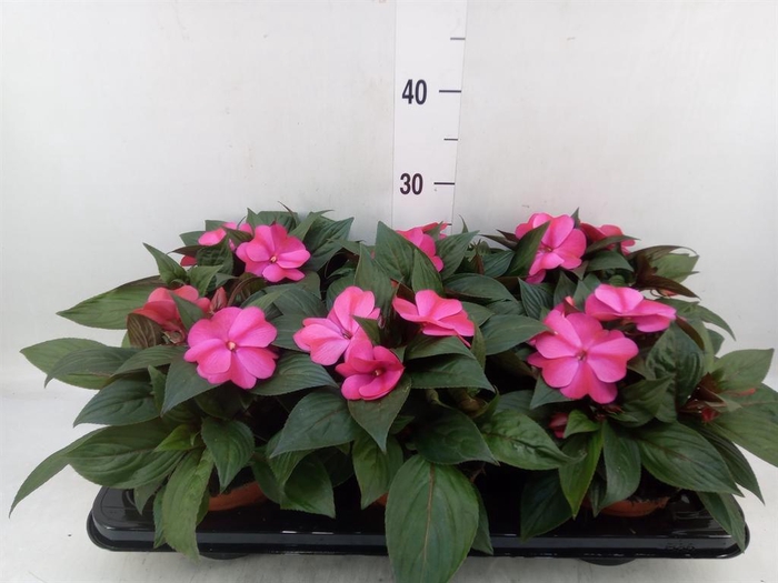 <h4>Impatiens NG 'ColPow Purple Flame'</h4>