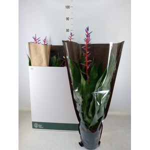 Aechmea  'Blue Rain'