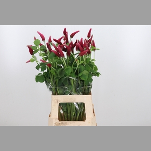 Trif Purpureum