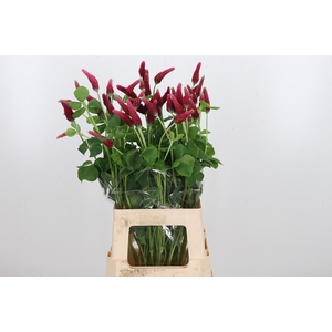 Trif Purpureum