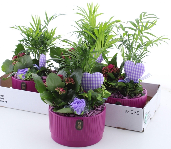 <h4>ARR KAMERPL</h4>