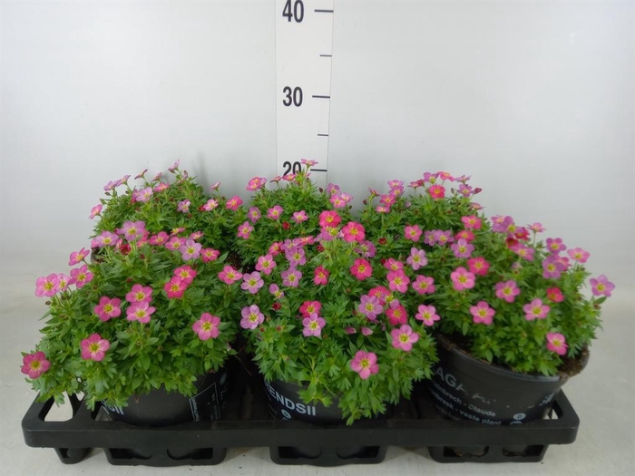 <h4>Saxifraga arend. 'Touran Deep Red'</h4>