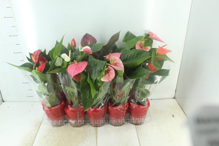 <h4>ANTHURIUM VARIADO P12</h4>