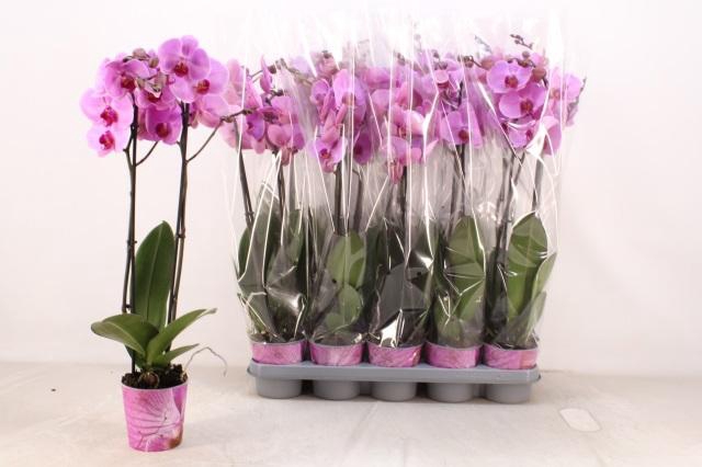 <h4>PHAL AN ORLANDO</h4>