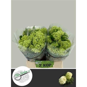 Viburnum Roseum St