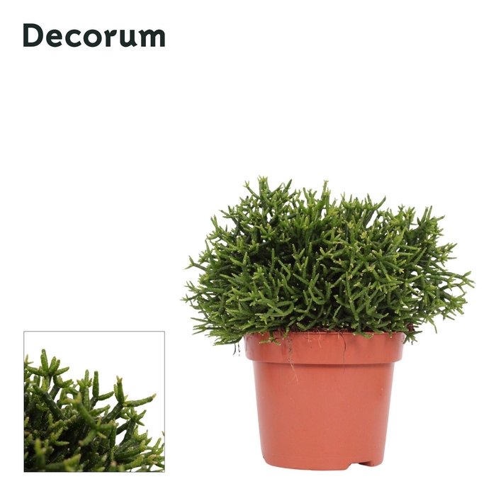 <h4>Hatiora salicornioides 12 cm Decorum</h4>