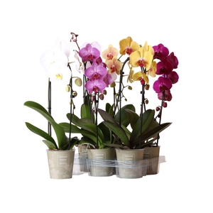 Phalaenopsis Natural Charm Niagara fall mix 1 spike