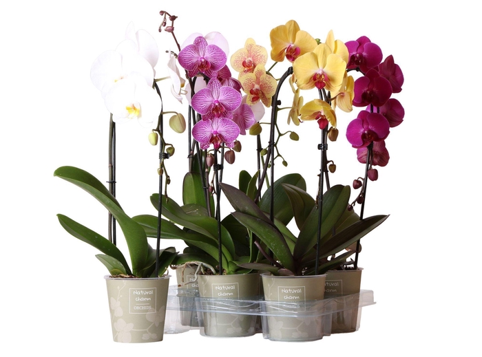 <h4>Phalaenopsis Natural Charm Niagara fall mix 1 spike</h4>