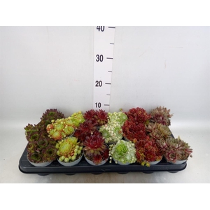 Sempervivum   ...