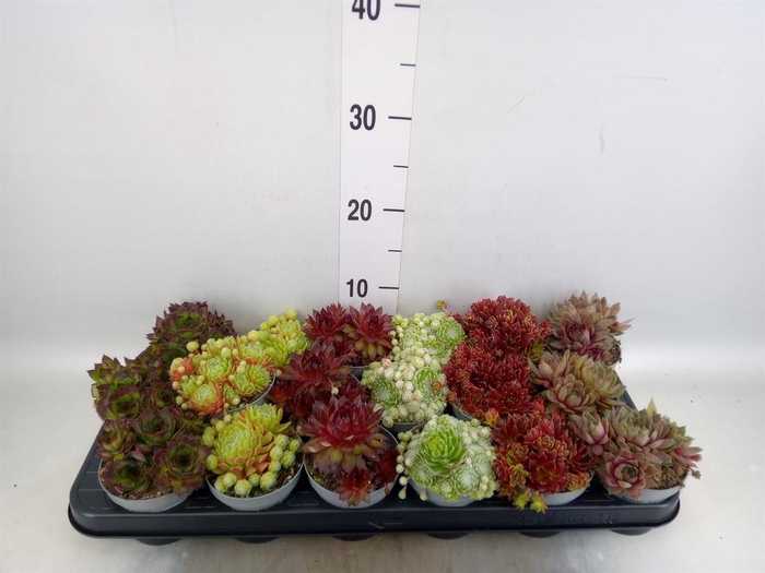 <h4>Sempervivum   ...</h4>