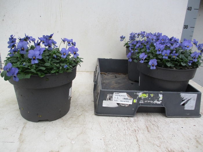 <h4>VIO CO TW BLUE ICE</h4>