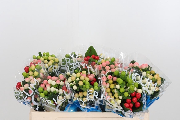 <h4>Hyp Coco Rainbow Gem</h4>