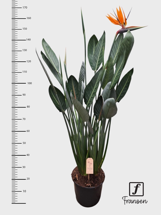 <h4>Strelitzia Reginea (open bloem)</h4>