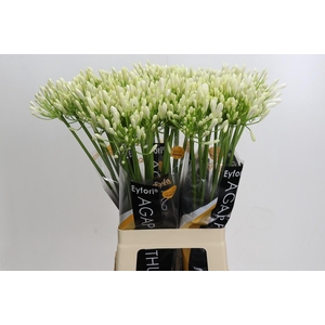 Agapanthus 'Bianca Perla'