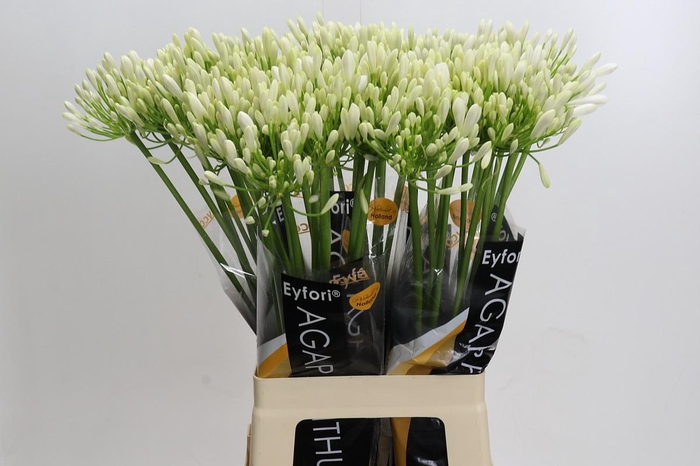 <h4>Agapanthus 'Bianca Perla'</h4>