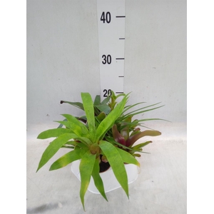 Tillandsia  ...mix
