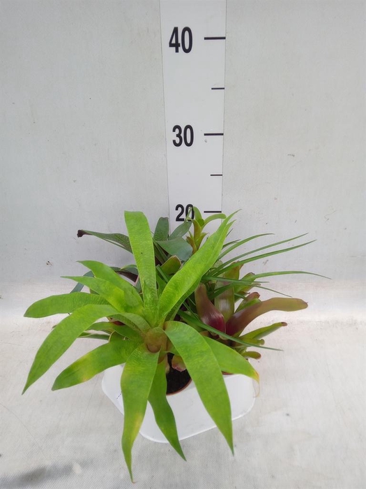 <h4>Tillandsia  ...mix</h4>