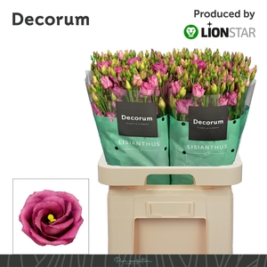 EUS G ROSITA CHERRY LIONSTAR