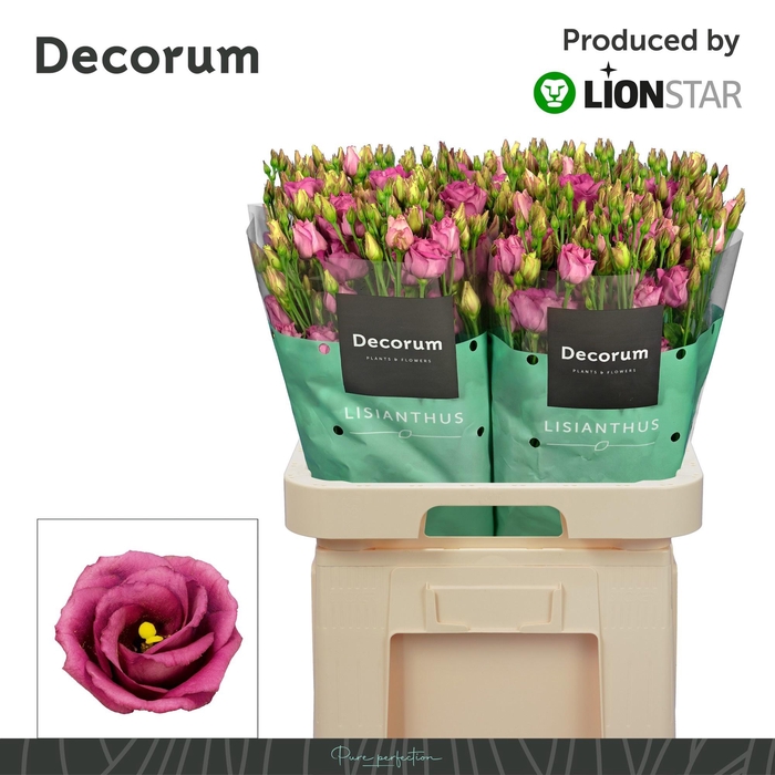 <h4>EUS G ROSITA CHERRY</h4>