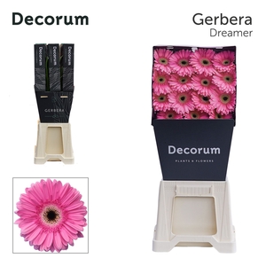 Gerbera Dreamer Diamond