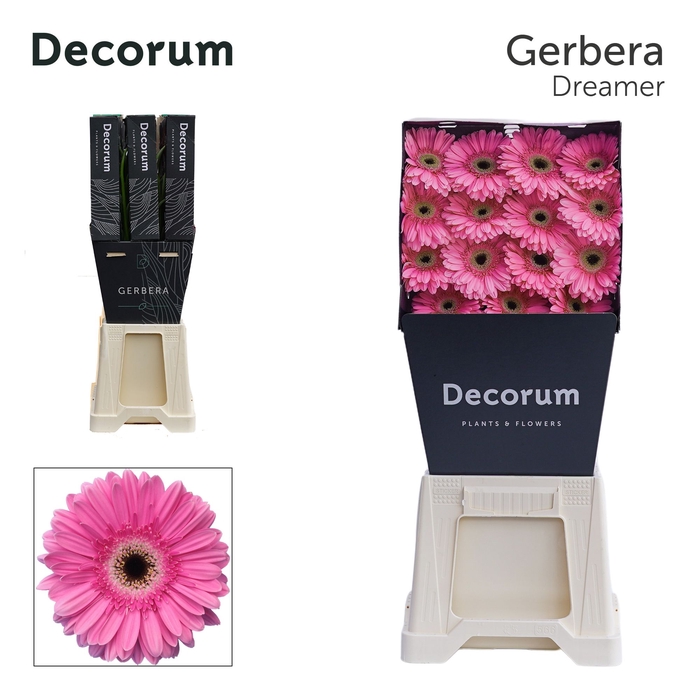 <h4>GE GR DREAMER Groot Diamond 575 x30</h4>