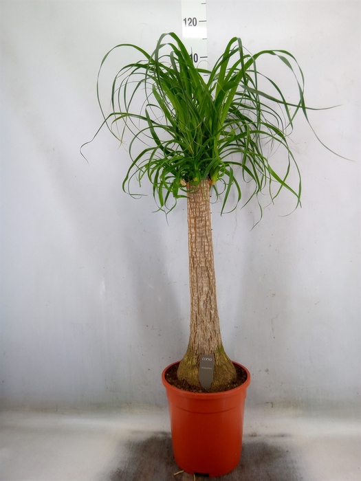 <h4>Beaucarnea recurvata</h4>