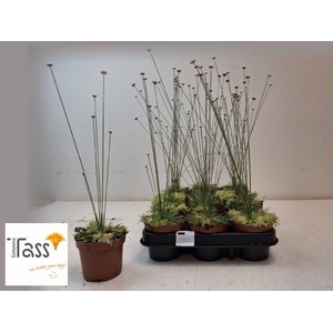 SYNGONANTHUS MIKADO