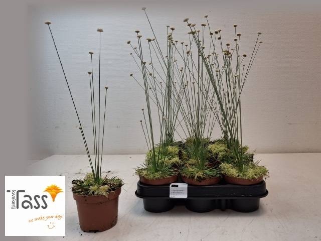<h4>SYNGONANTHUS MIKADO</h4>