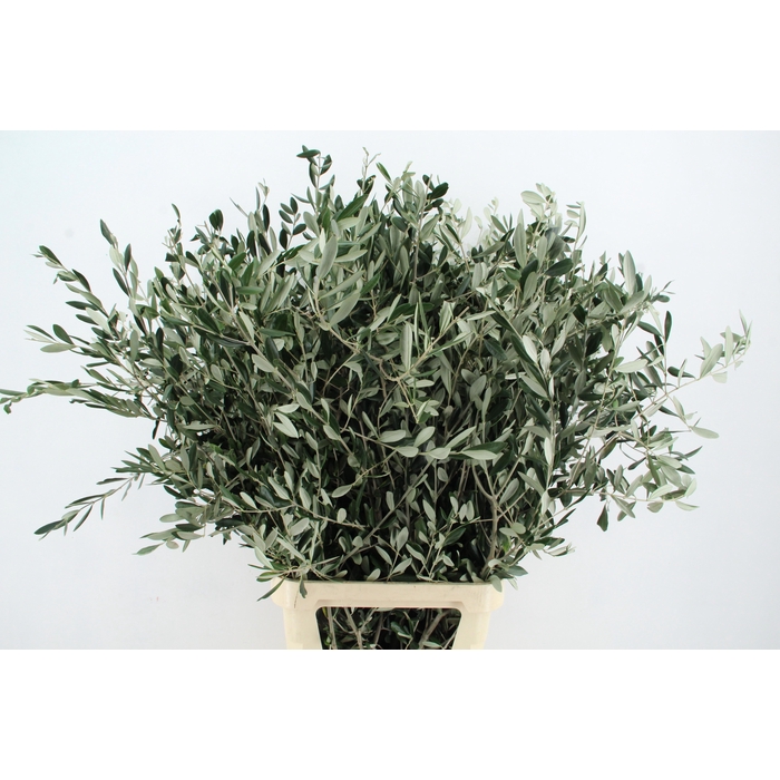 <h4>Olea Europaea Bs</h4>