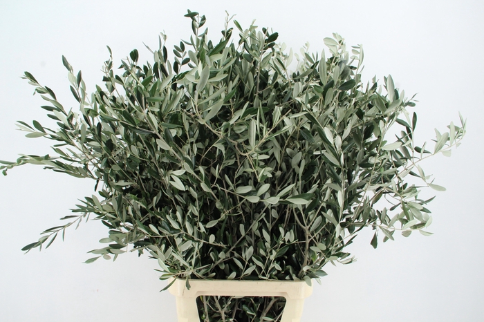 <h4>OLEA EUROPAEA BS</h4>