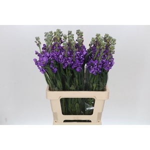 Matthiola Iron Blue