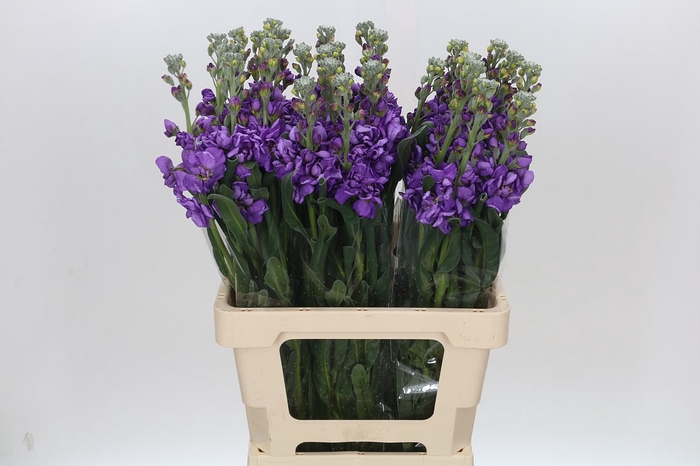 <h4>Matthiola Iron Blue</h4>