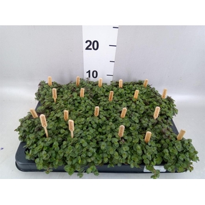 Callisia repens 'Turtle'