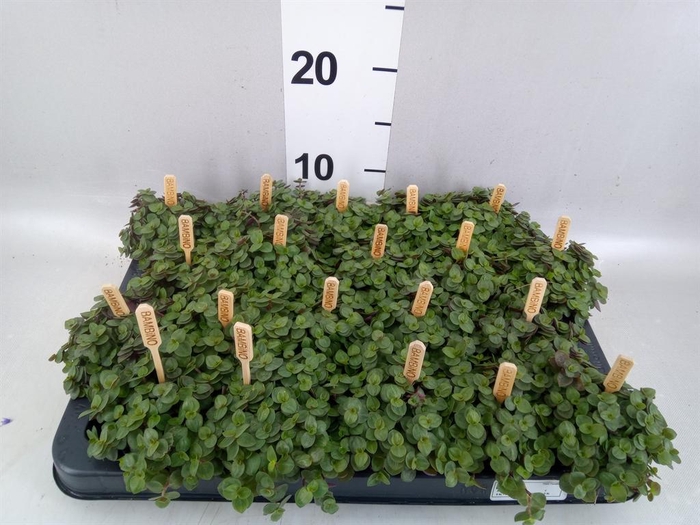 <h4>Callisia repens 'Turtle'</h4>