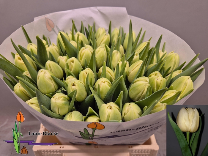 <h4>TU DU VERONA</h4>