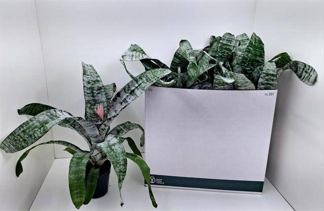 <h4>Aechmea Primera</h4>