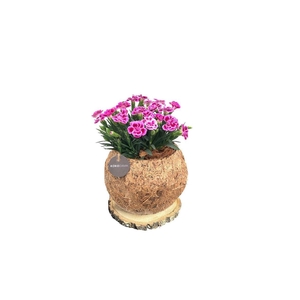 Dianthus Pink Kisses
