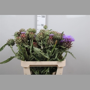Cynara Cardunculus